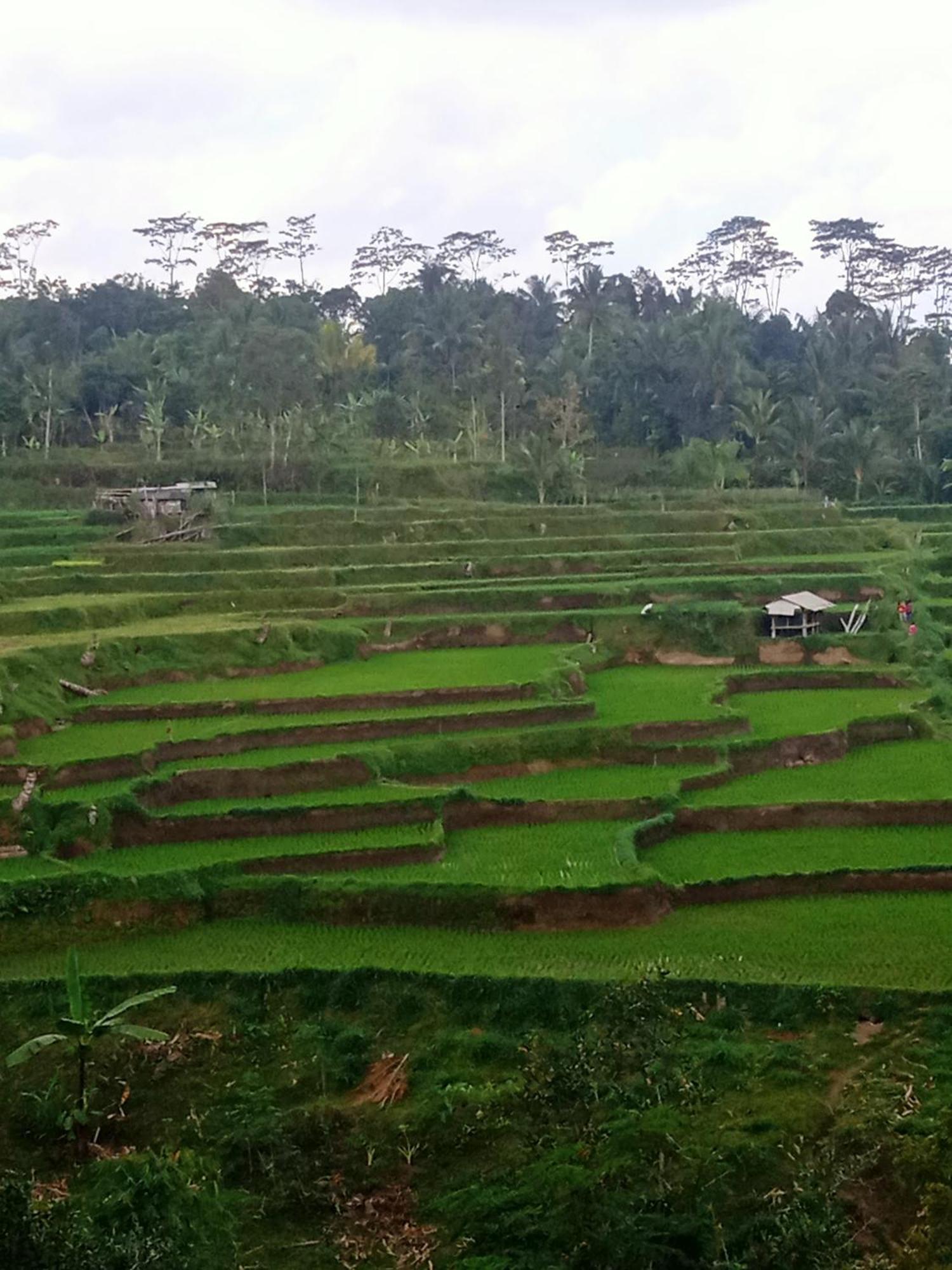 Tetebatu Sunrise Homestay Exterior foto